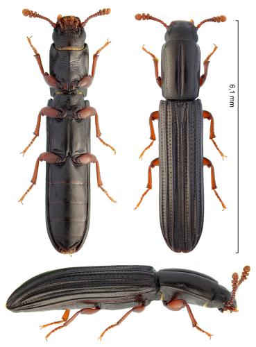 Colydium noblecourti